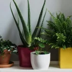 te-rosliny-domowe-nie-wiedna-nawet-w-ciemnym-kacie-pokoju.webp.webp